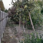 Продажа Участок, Новханы, Абшерон район 13