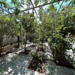 Аренда 5 комнатная Дома/Виллы, пос. Бадамдар, Сябаиль район 2