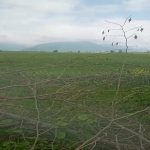 Satılır Torpaq Qəbələ 22