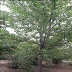 Kirayə (aylıq) 4 otaqlı Bağ evi Xaçmaz 9
