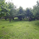 Satılır Torpaq Qəbələ 2