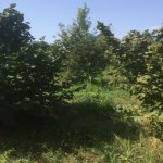 Satılır Torpaq Xaçmaz 4