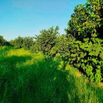 Satılır Torpaq Xaçmaz / Xudat 7