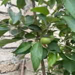 Satılır 3 otaqlı Həyət evi/villa, Sabunçu rayonu 4