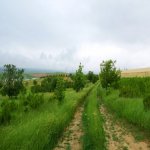 Satılır Torpaq Şamaxı 5