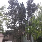 Kirayə (aylıq) 3 otaqlı Bağ evi, Pirşağı qəs., Sabunçu rayonu 20