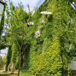 Kirayə (günlük) 6 otaqlı Həyət evi/villa İsmayıllı 2