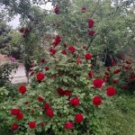 Kirayə (günlük) 3 otaqlı Həyət evi/villa İsmayıllı 5