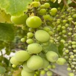 Продажа 3 комнатная Дача, пос. Нардаран, Сабунчу район 16