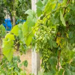 Satılır 6 otaqlı Həyət evi/villa, Nardaran qəs., Sabunçu rayonu 24