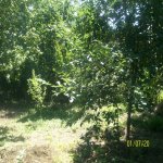 Satılır 4 otaqlı Bağ evi Qusar 24