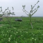 Satılır 5 otaqlı Bağ evi Şamaxı 17