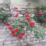 Kirayə (günlük) 3 otaqlı Həyət evi/villa İsmayıllı 9