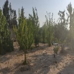 Satılır Torpaq, Novxanı, Abşeron rayonu 5