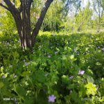 Kirayə (günlük) 3 otaqlı Həyət evi/villa İsmayıllı 3