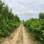 Продажа Объект Шабран 17