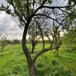 Satılır 3 otaqlı Həyət evi/villa İsmayıllı 14