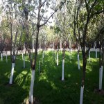 Kirayə (aylıq) 5 otaqlı Bağ evi, Novxanı, Abşeron rayonu 5