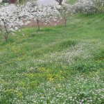 Satılır Torpaq Quba 8