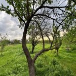 Satılır 3 otaqlı Həyət evi/villa İsmayıllı 14