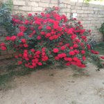 Satılır 4 otaqlı Həyət evi/villa, Binə qəs., Xəzər rayonu 5