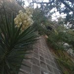 Satılır Torpaq, Novxanı, Abşeron rayonu 5