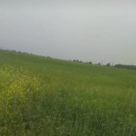 Satılır Torpaq Şəki 2