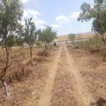 Satılır Torpaq Şamaxı 1