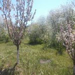 Satılır 5 otaqlı Bağ evi, Novxanı, Abu Petrol Novxanı, Abşeron rayonu 14