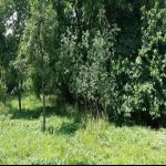 Satılır 5 otaqlı Həyət evi/villa İsmayıllı 12