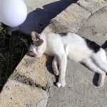 Kirayə (günlük) 3 otaqlı Həyət evi/villa Qusar 9