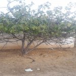 Satılır Torpaq, Maştağa qəs., Sabunçu rayonu 9