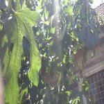 Satılır 6 otaqlı Həyət evi/villa, Həzi Aslanov metrosu, H.Aslanov qəs., Xətai rayonu 14