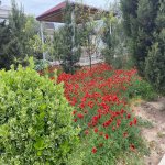 Kirayə (aylıq) 5 otaqlı Həyət evi/villa, Şüvəlan, Xəzər rayonu 14