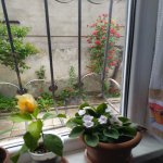 Satılır 3 otaqlı Həyət evi/villa, Yeni Ramana, Sabunçu rayonu 13