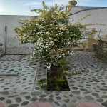 Kirayə (aylıq) 3 otaqlı Bağ evi, Abşeron rayonu 49