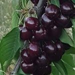 Satılır Torpaq Xaçmaz 9