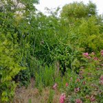 Satılır Torpaq, Koroğlu metrosu, Sabunçu qəs., Sabunçu rayonu 7