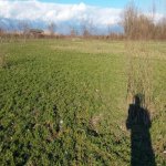 Satılır Torpaq Oğuz 12