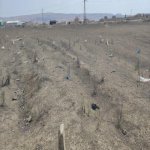 Satılır Torpaq, Güzdək, Abşeron rayonu 2