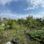 Satılır Torpaq, Saray, Abşeron rayonu 2