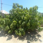 Продажа 3 комнатная Дома/Виллы, пос. Бинагяди, Бинагадинский р-н район 23