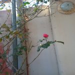 Аренда 3 комнатная Дома/Виллы, Масазыр, Абшерон район 30