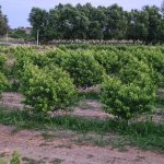 Продажа Участок Хачмаз 12