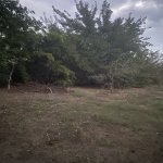 Satılır Torpaq, Novxanı, Abşeron rayonu 10