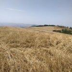 Satılır Torpaq Şamaxı 1