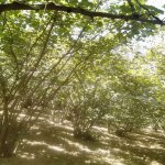 Satılır 5 otaqlı Həyət evi/villa Xaçmaz 10