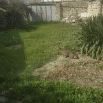 Satılır 3 otaqlı Həyət evi/villa, Xətai rayonu 6
