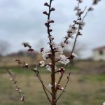 Satılır Torpaq Sumqayıt 2