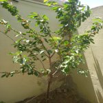 Satılır 7 otaqlı Həyət evi/villa, Mehdiabad, Abşeron rayonu 35